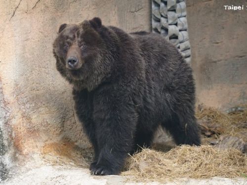 永遠的小喬：臺北市立動物園棕熊以溫暖身影留在人們心中